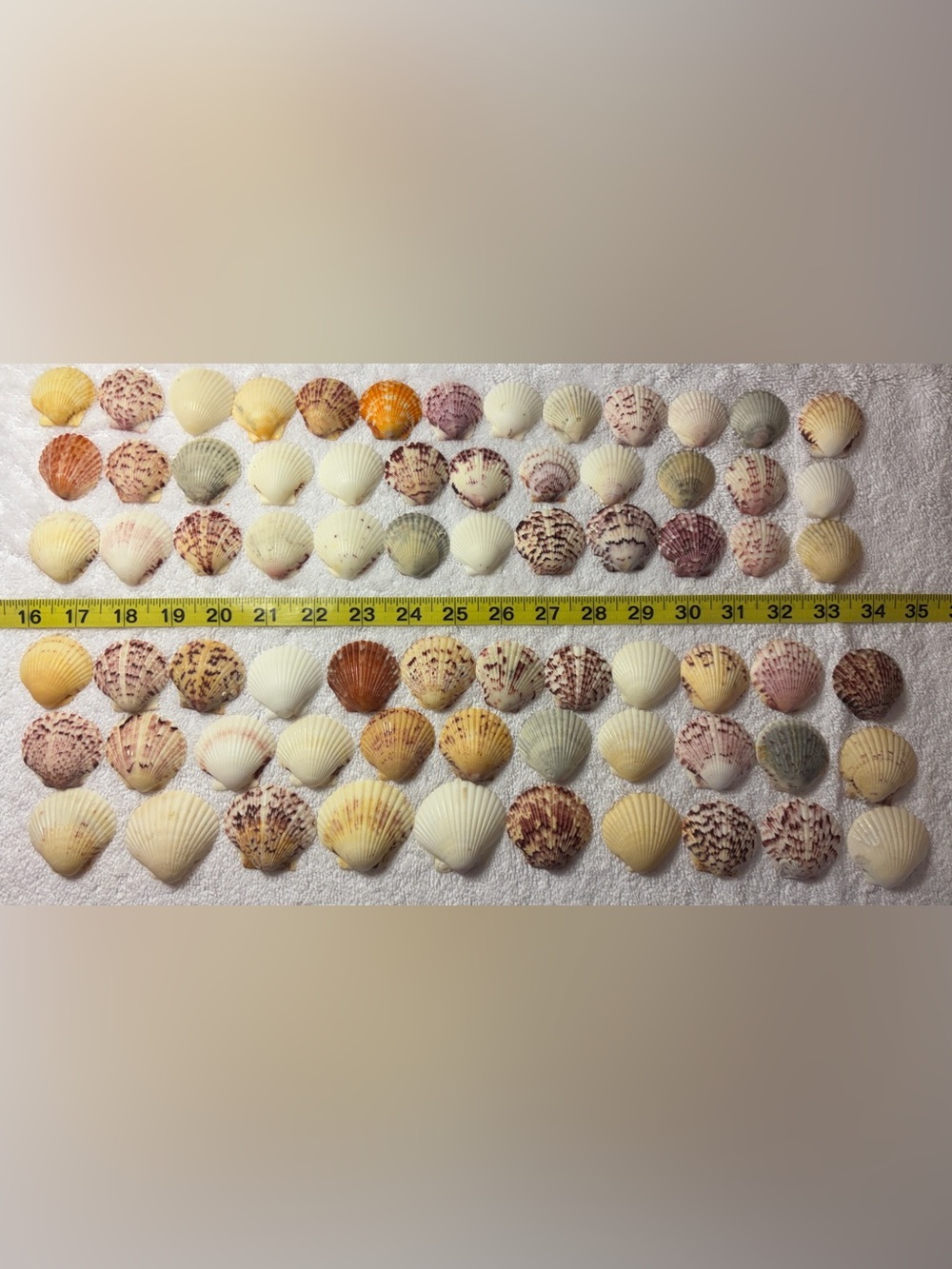 Sanibel Island 70 Scallops Shells in assorted colors & sizes! Great for Crafts!